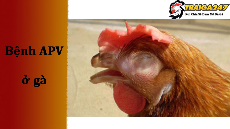 Phòng bệnh bệnh Apv ở gà bằng Vacxin