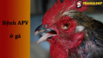 Dấu hiệu và phác đồ xử lý, điều trị bệnh Apv ở gà mà bạn nên biết