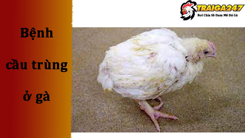 Tác hại mà bệnh cầu trùng ở gà gây ra
