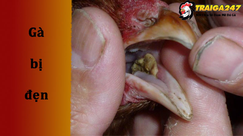 Tại sao bệnh gà bị đẹn miệng thường xuất hiện ở gà chọi?