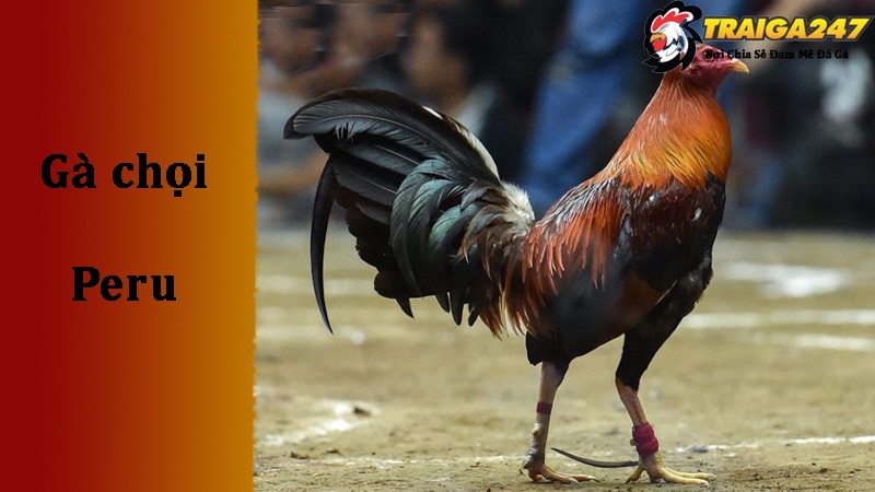 Lịch sử của gà chọi Peru đối với môn đá gà