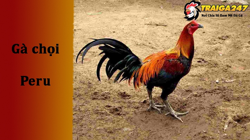 Đặc điểm nổi bật của giống gà chọi Peru