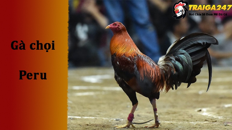 Những giống gà chọi Peru lai nổi tiếng 