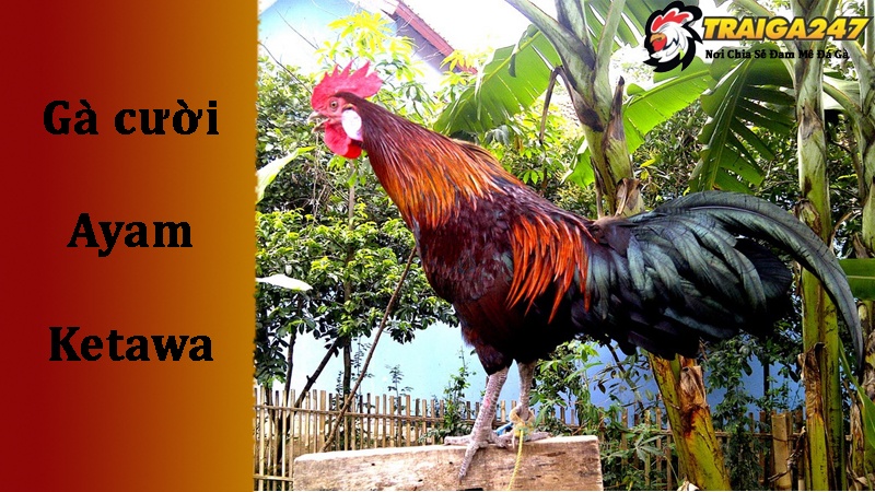 Nguồn gốc của giống gà cười Ayam Ketawa