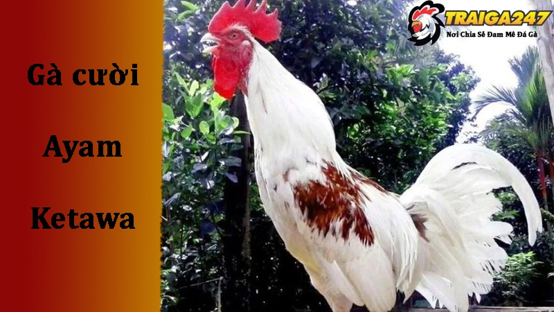 Đặc điểm ngoại hình của giống gà cười Ayam Ketawa