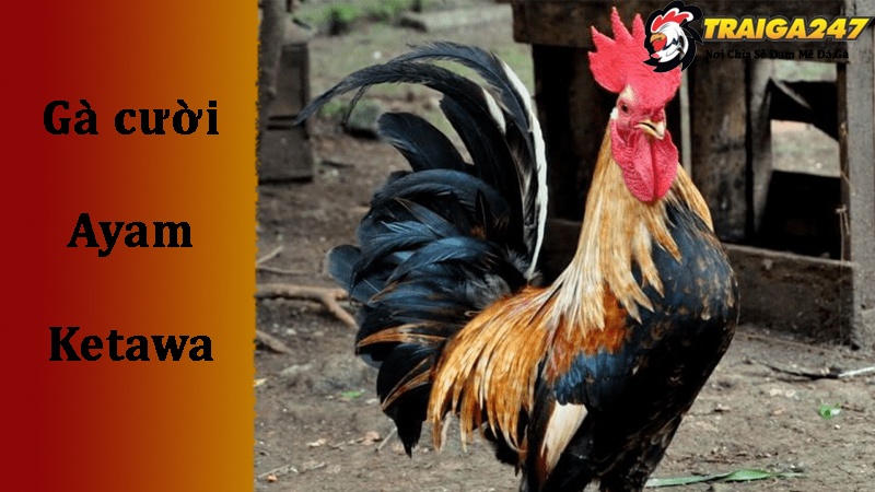 Lịch sử vẻ vang của giống gà Ayam Ketawa