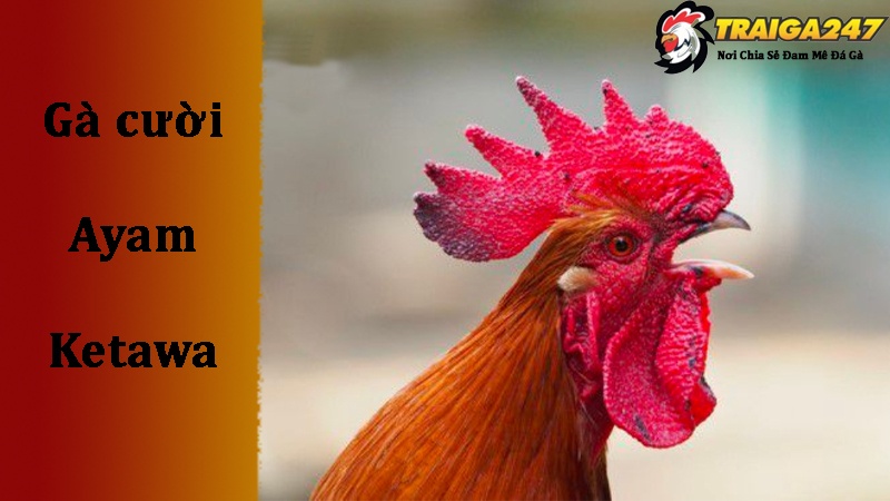 Phương pháp chăm sóc và nuôi dưỡng gà cười Ayam Ketawa