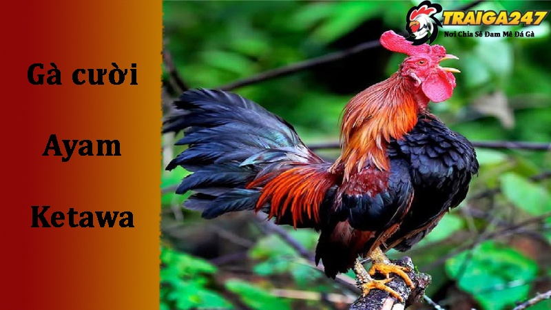 Giới thiệu về giống gà cười Ayam Ketawa