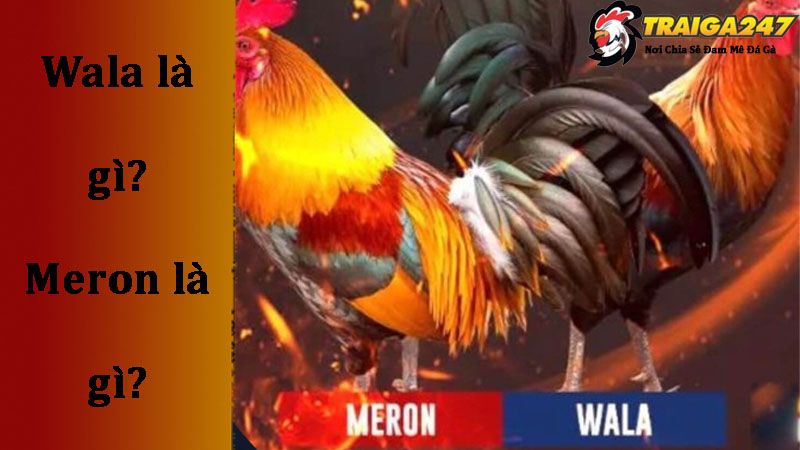 Ý nghĩa của Wala và Meron trong đá gà trên mạng